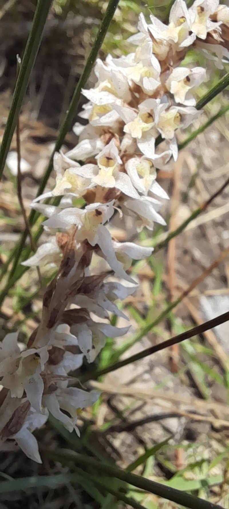 Brachystele camporum photo 2