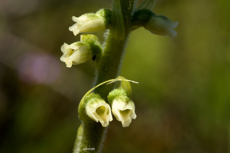 Brachystele camporum photo 3
