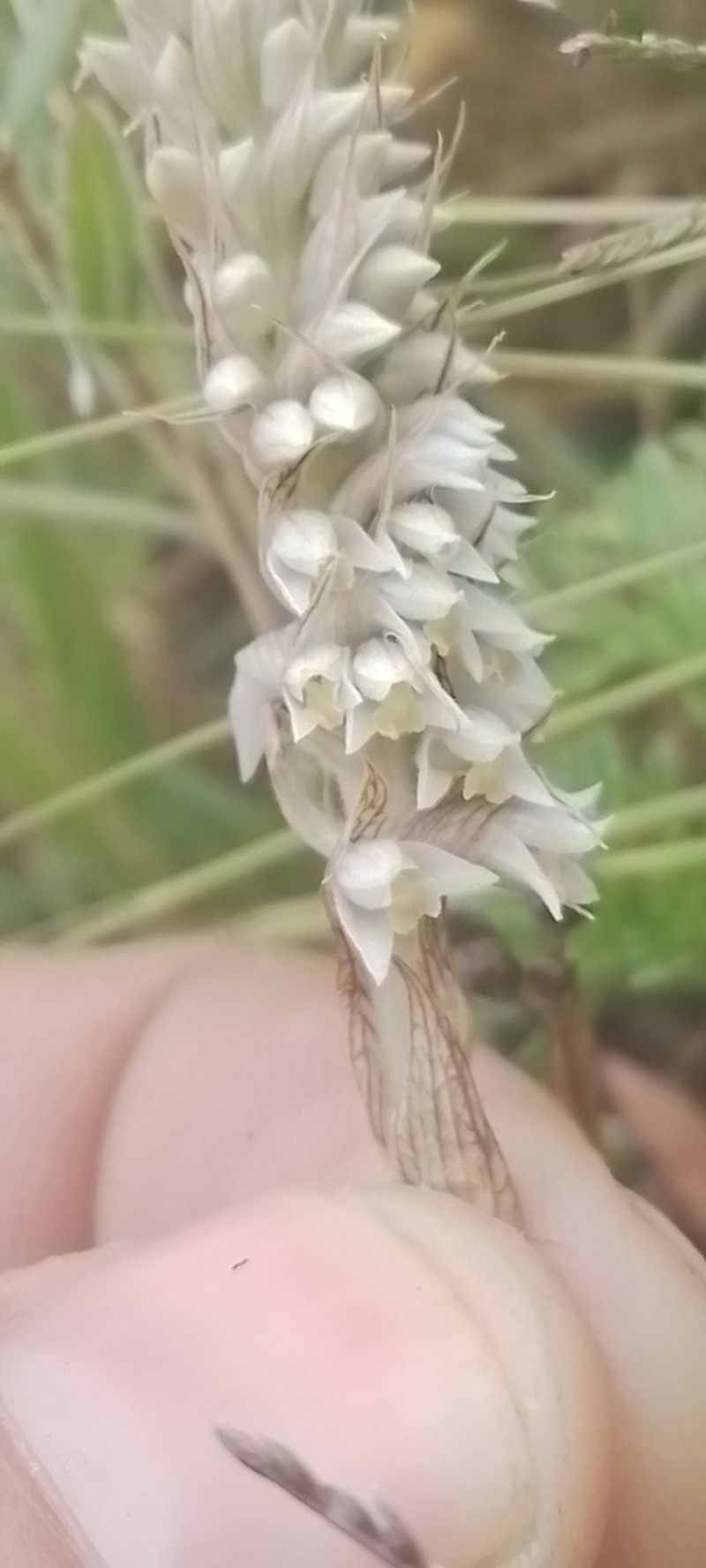 Brachystele camporum photo 5