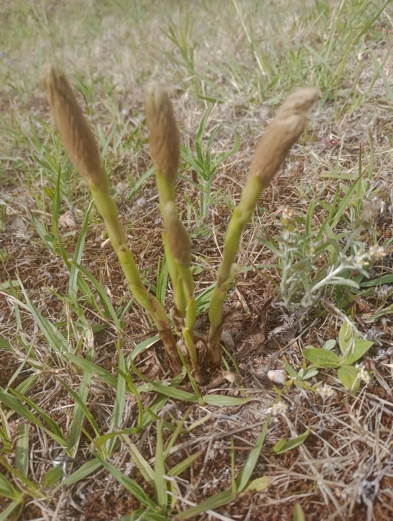 Brachystele camporum photo 6