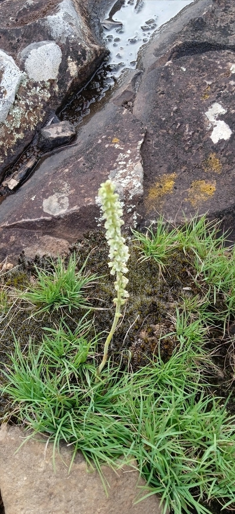 Brachystele camporum photo 7