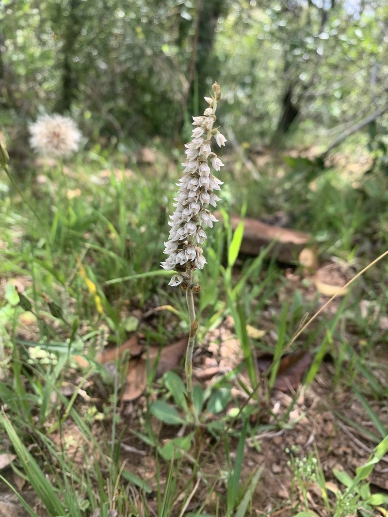 Brachystele camporum photo 8