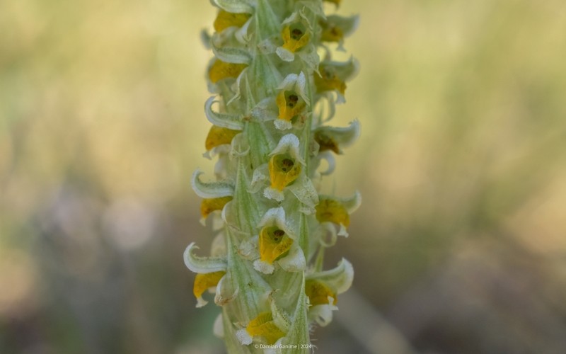 Brachystele dilatata