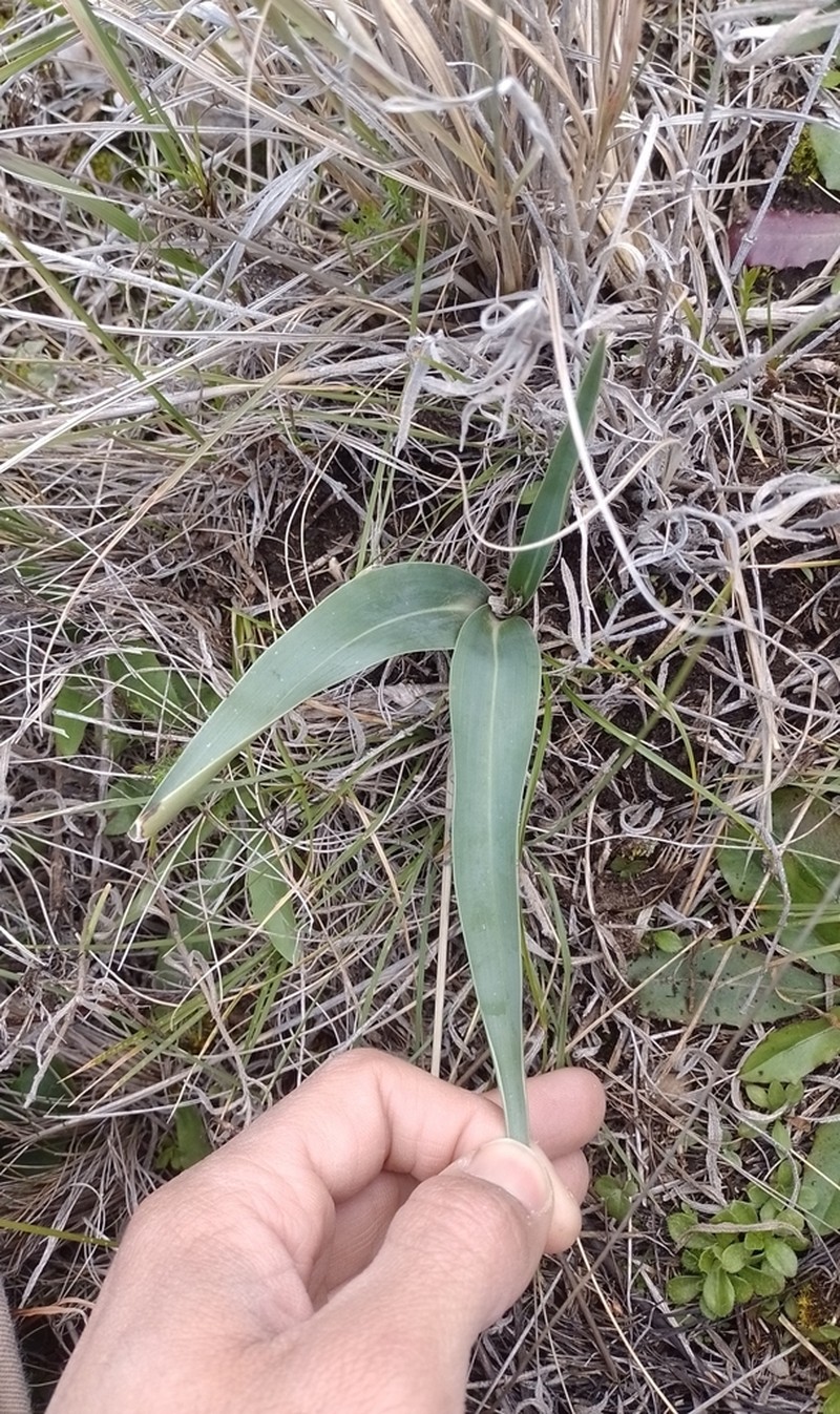 Brachystele dilatata photo 2