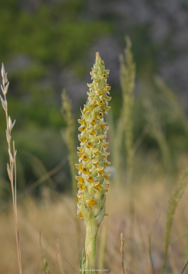 Brachystele dilatata photo 3