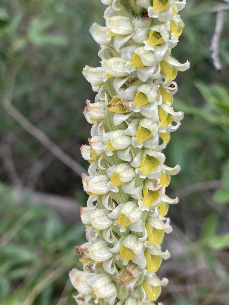 Brachystele dilatata photo 8