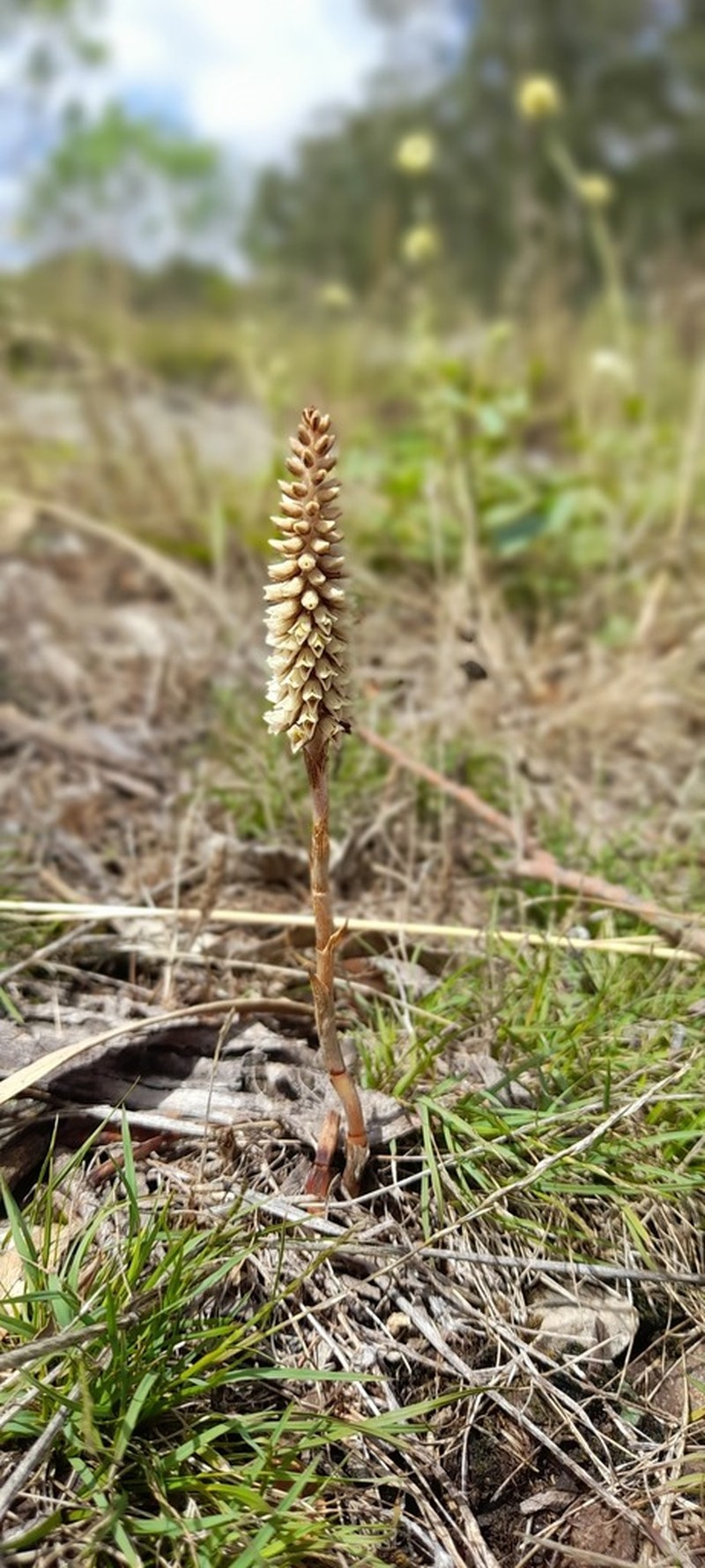 Brachystele morronei