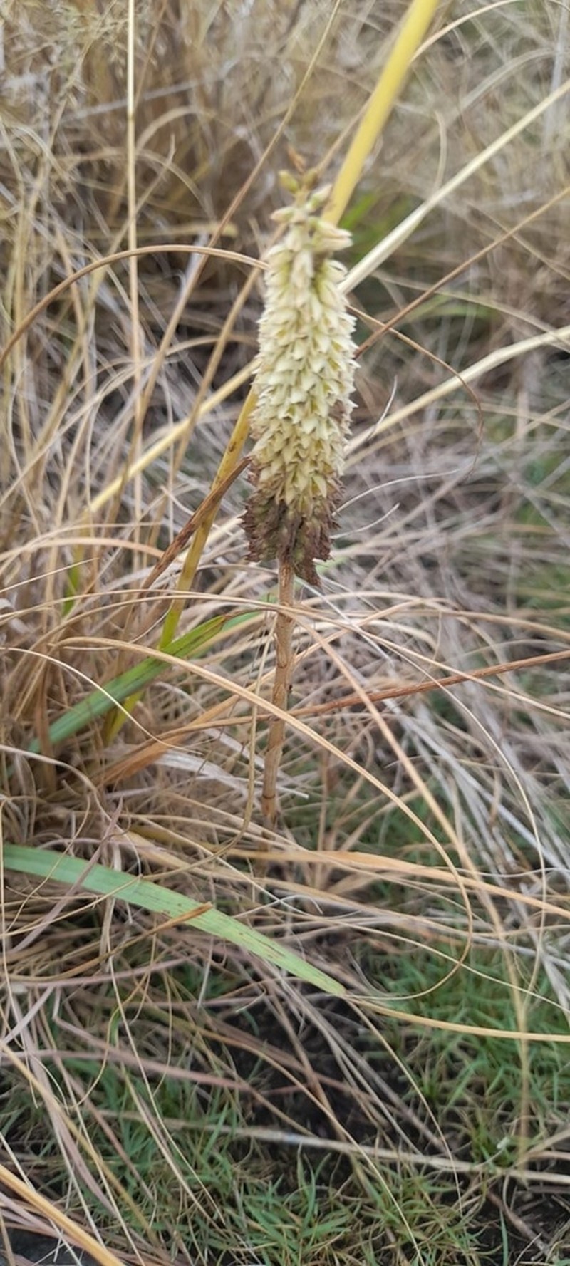 Brachystele morronei photo 2