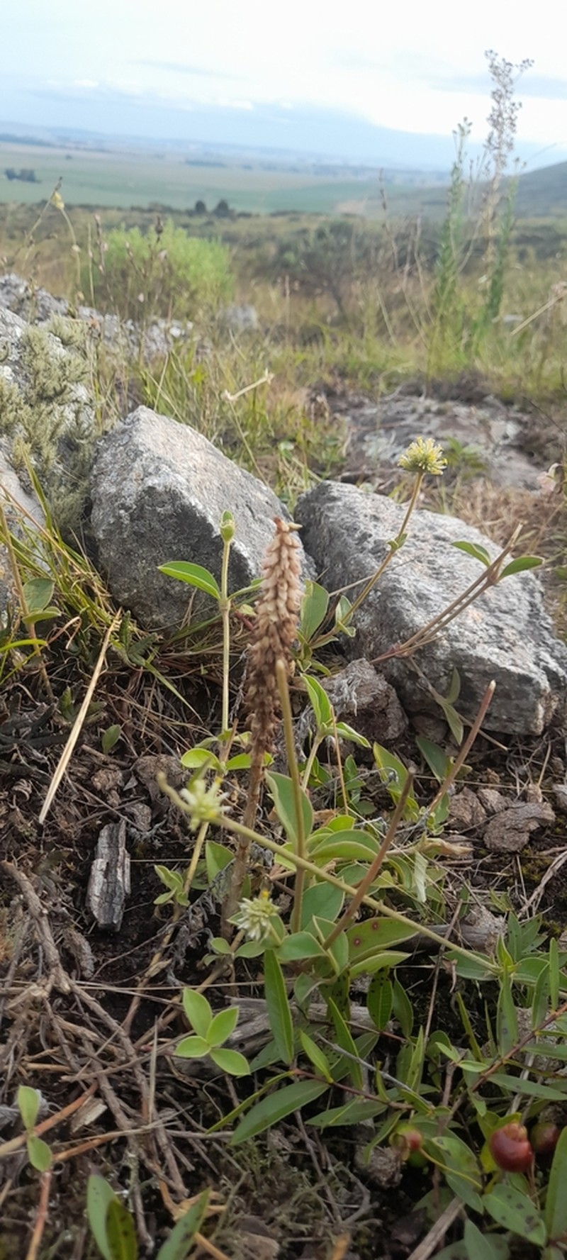 Brachystele morronei photo 3