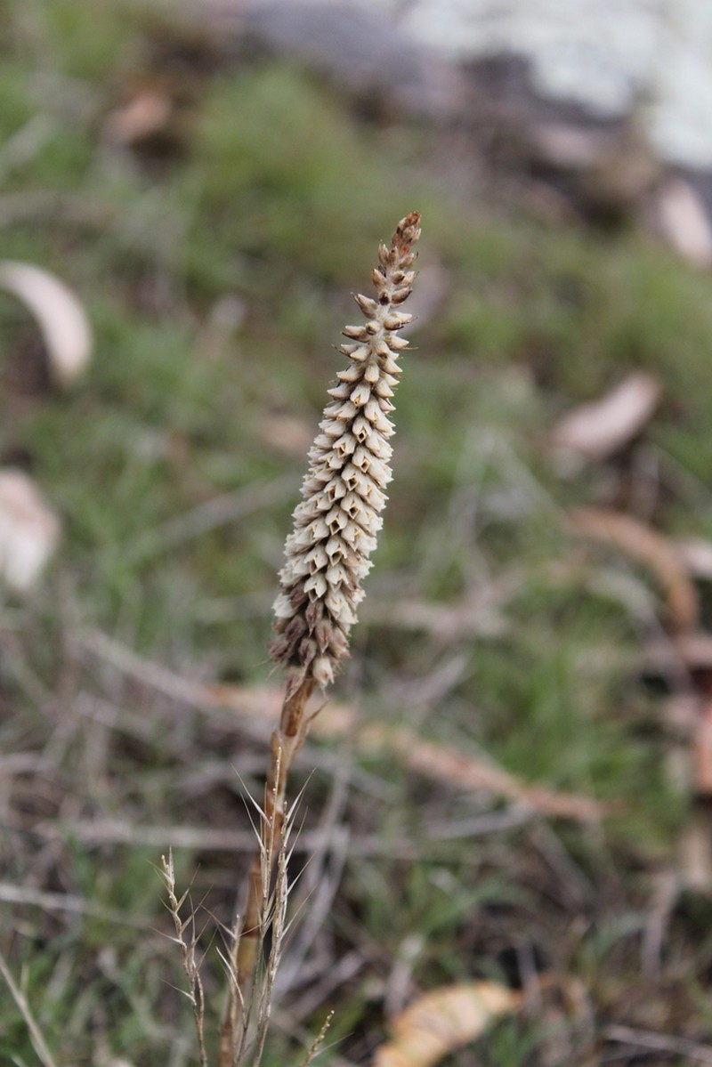 Brachystele morronei photo 4
