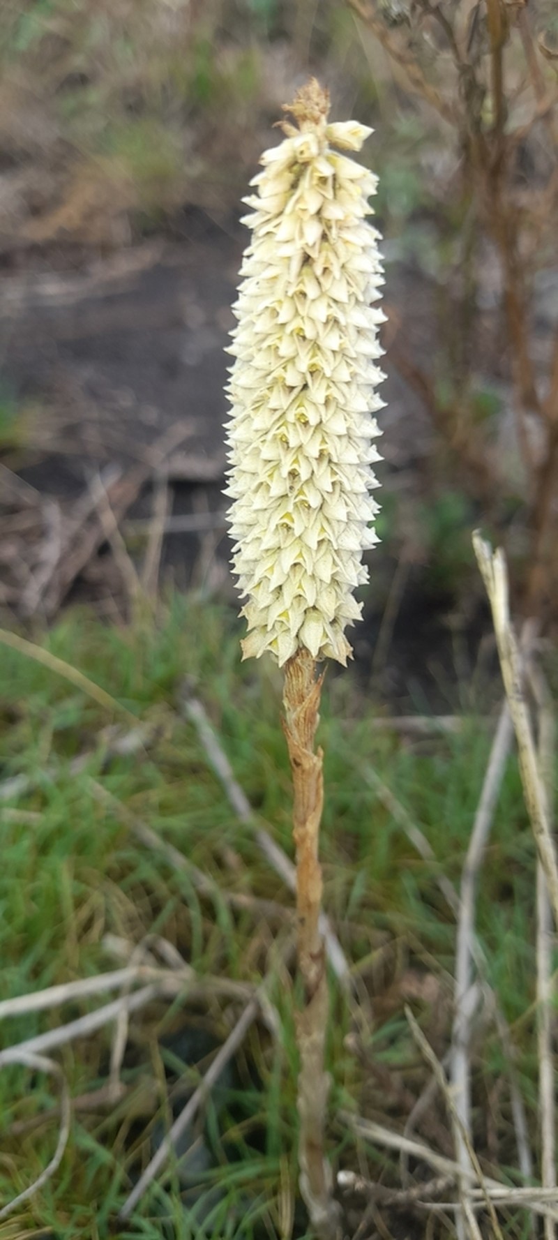 Brachystele morronei photo 5