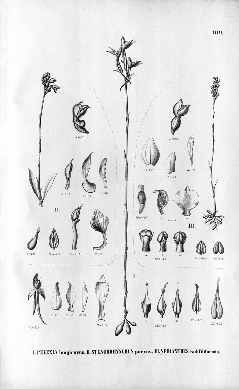 Brachystele subfiliformis