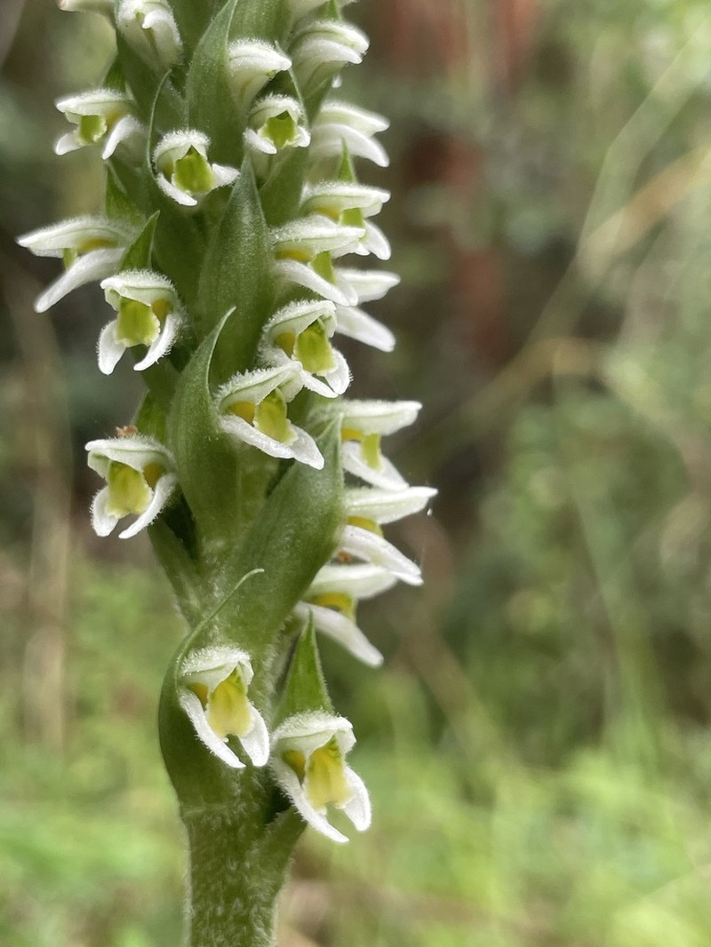 Brachystele unilateralis