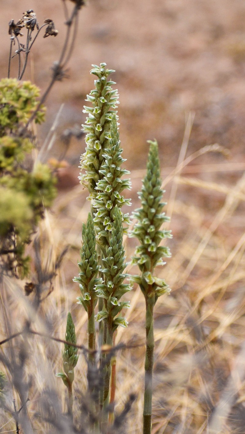 Brachystele unilateralis photo 2