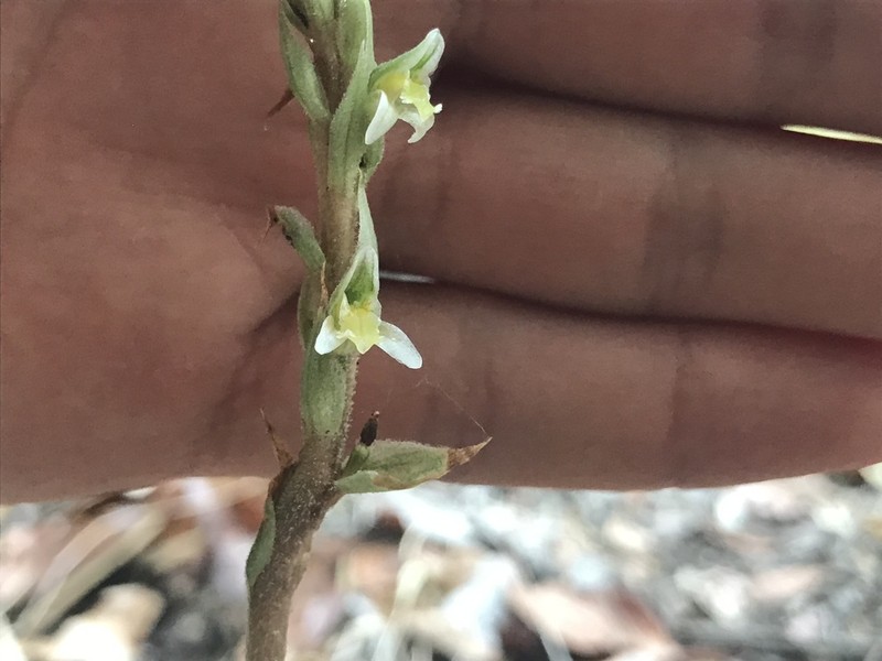 Brachystele unilateralis photo 3