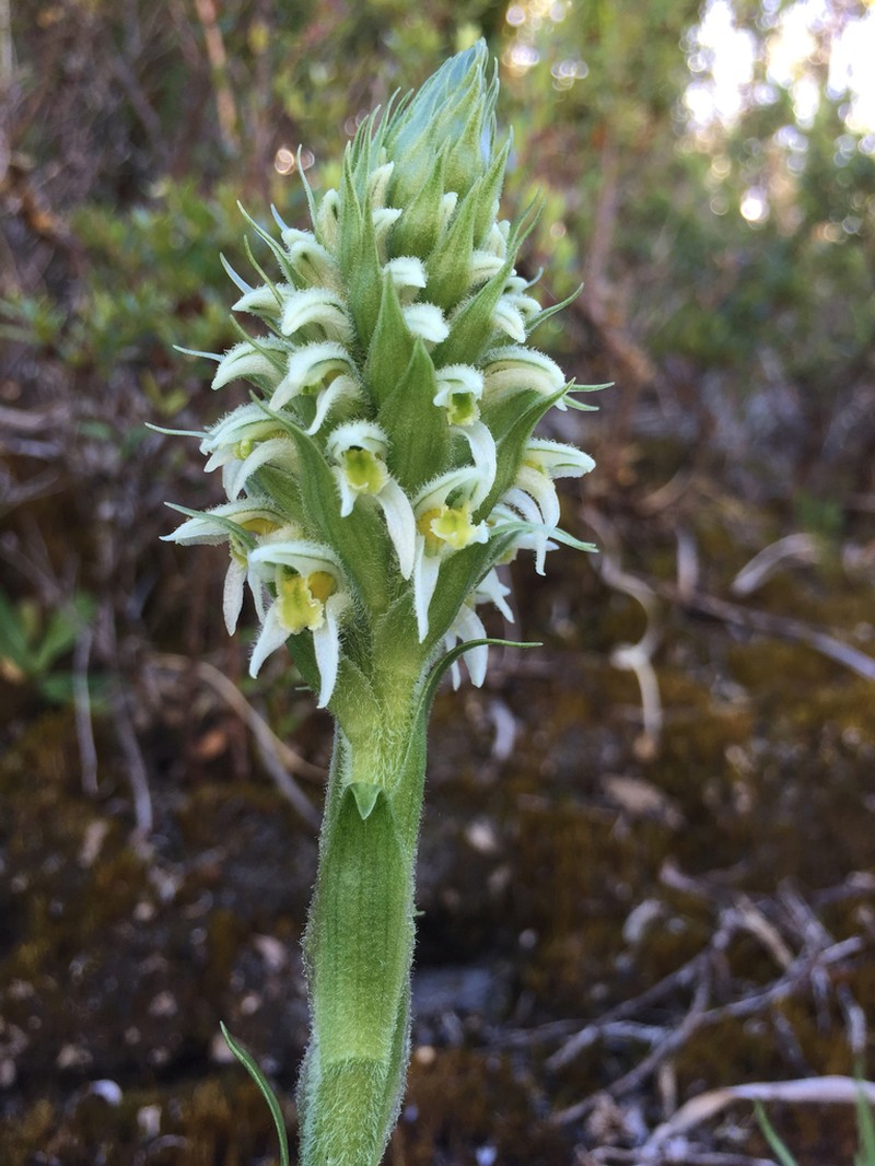 Brachystele unilateralis photo 5