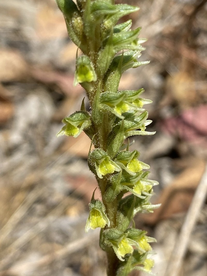 Brachystele unilateralis photo 6