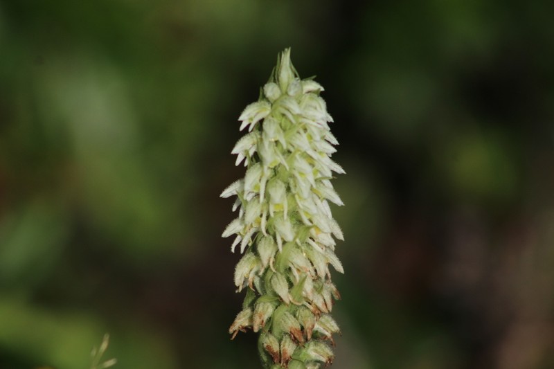 Brachystele unilateralis photo 7