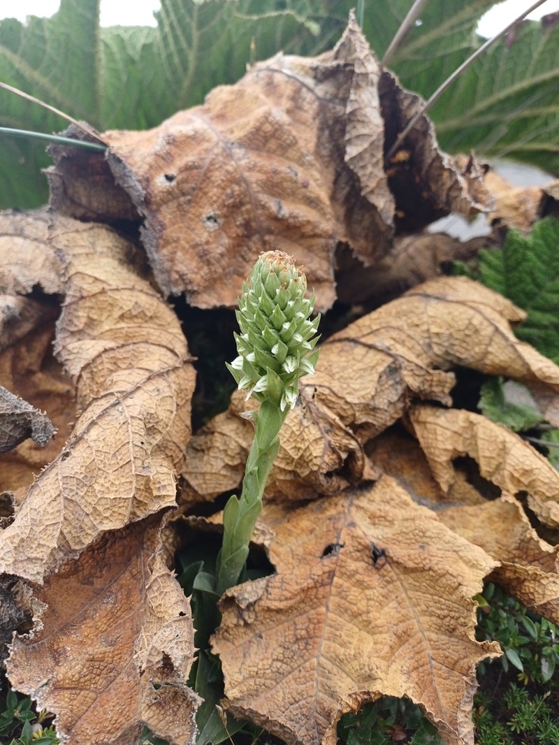 Brachystele unilateralis photo 8