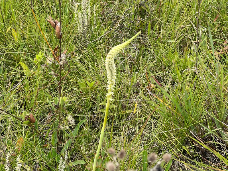 Brachystele widgrenii