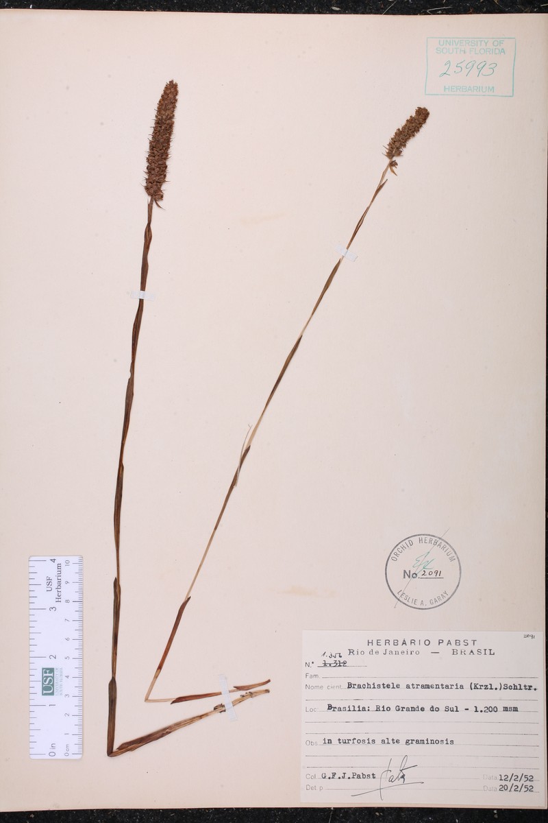 Brachystele widgrenii photo 2