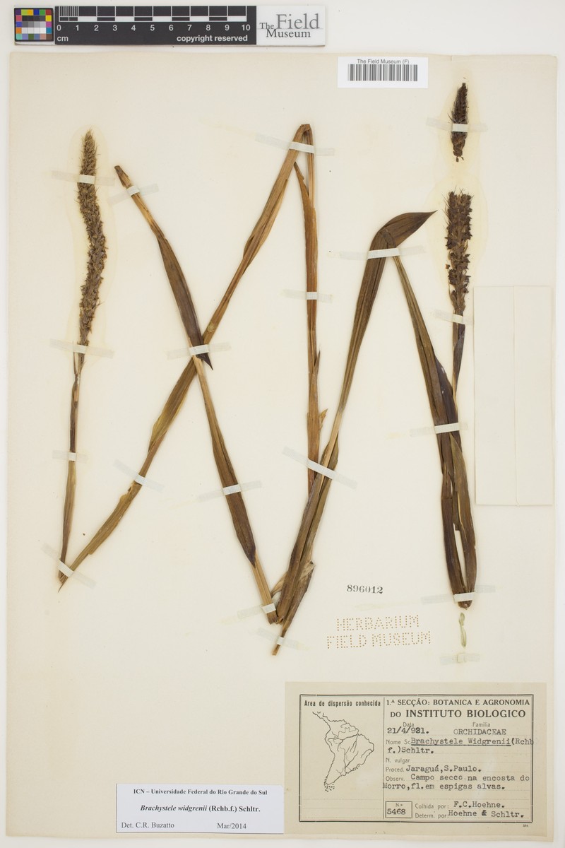 Brachystele widgrenii photo 3