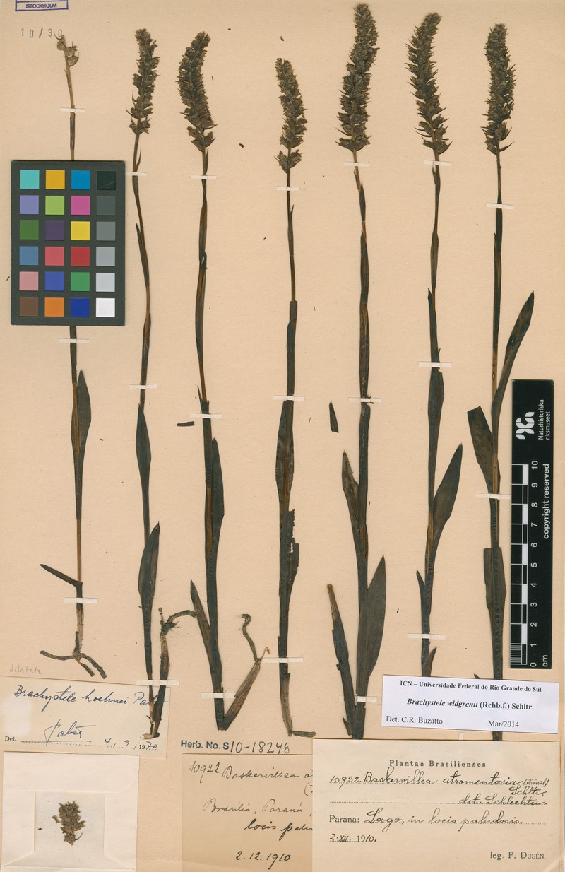 Brachystele widgrenii photo 4