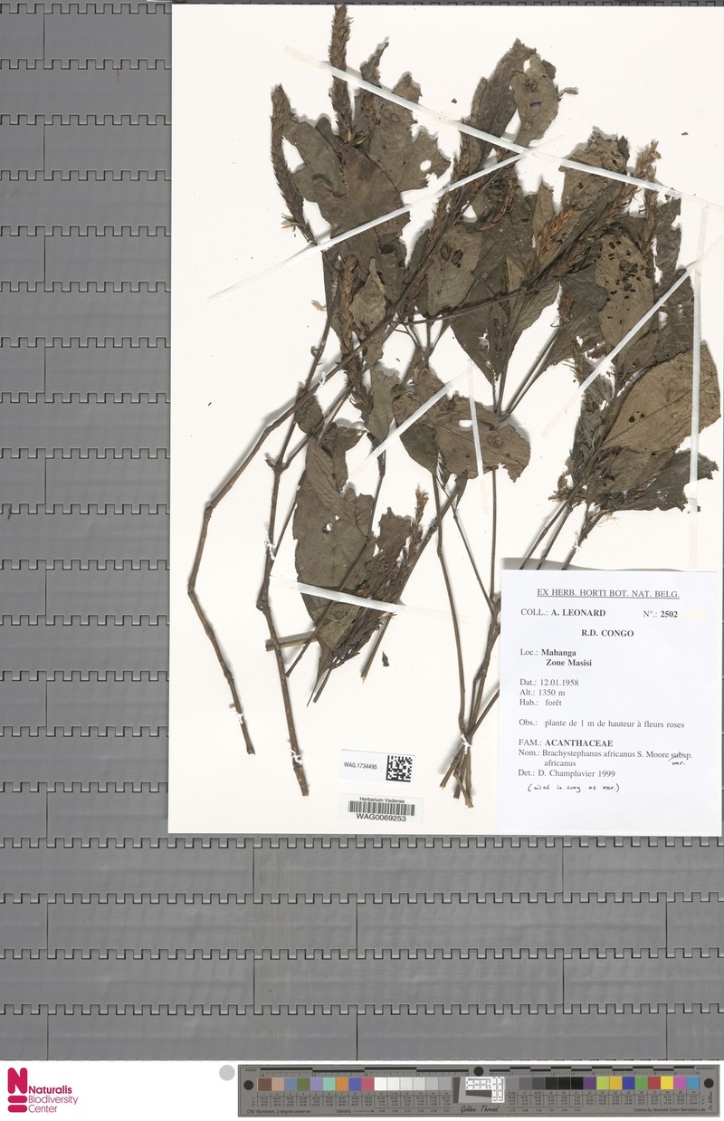 Brachystephanus africanus var. africanus