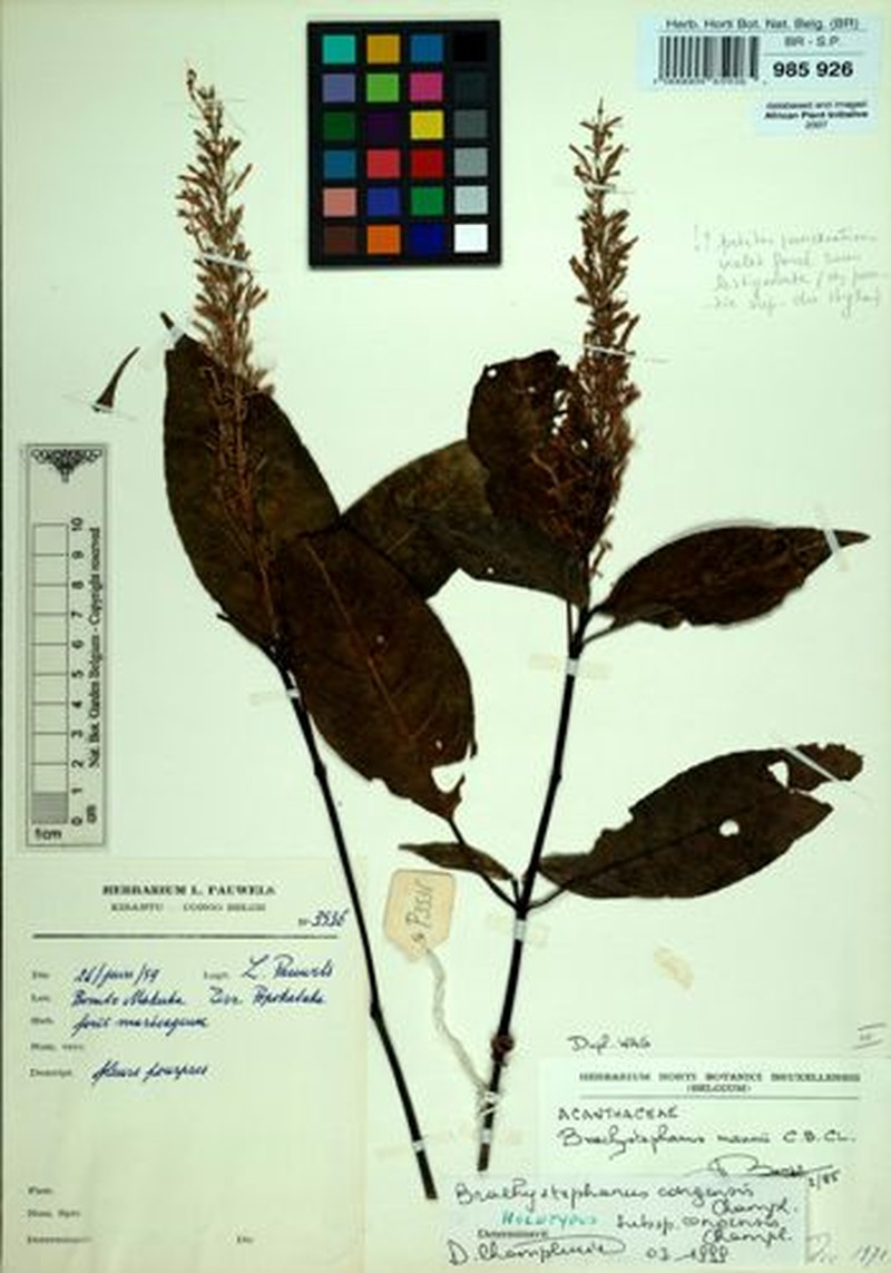 Brachystephanus congensis subsp. congensis