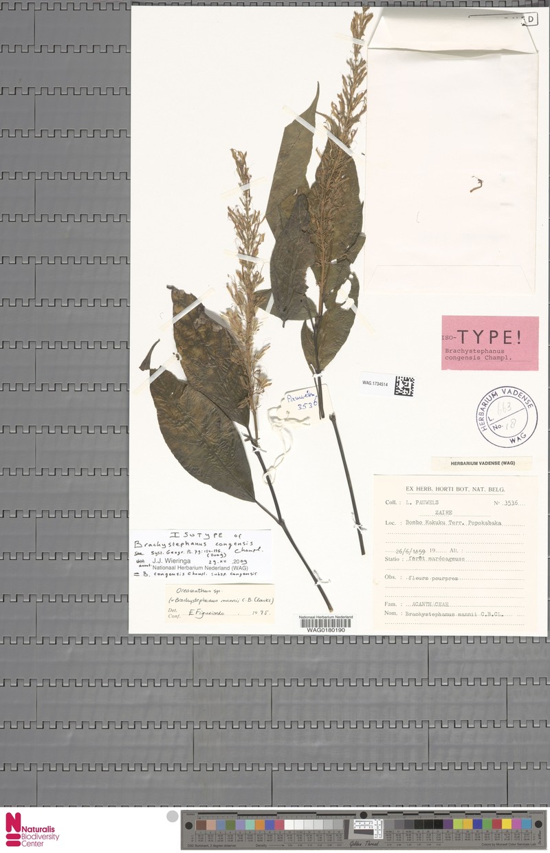 Brachystephanus congensis subsp. congensis photo 2