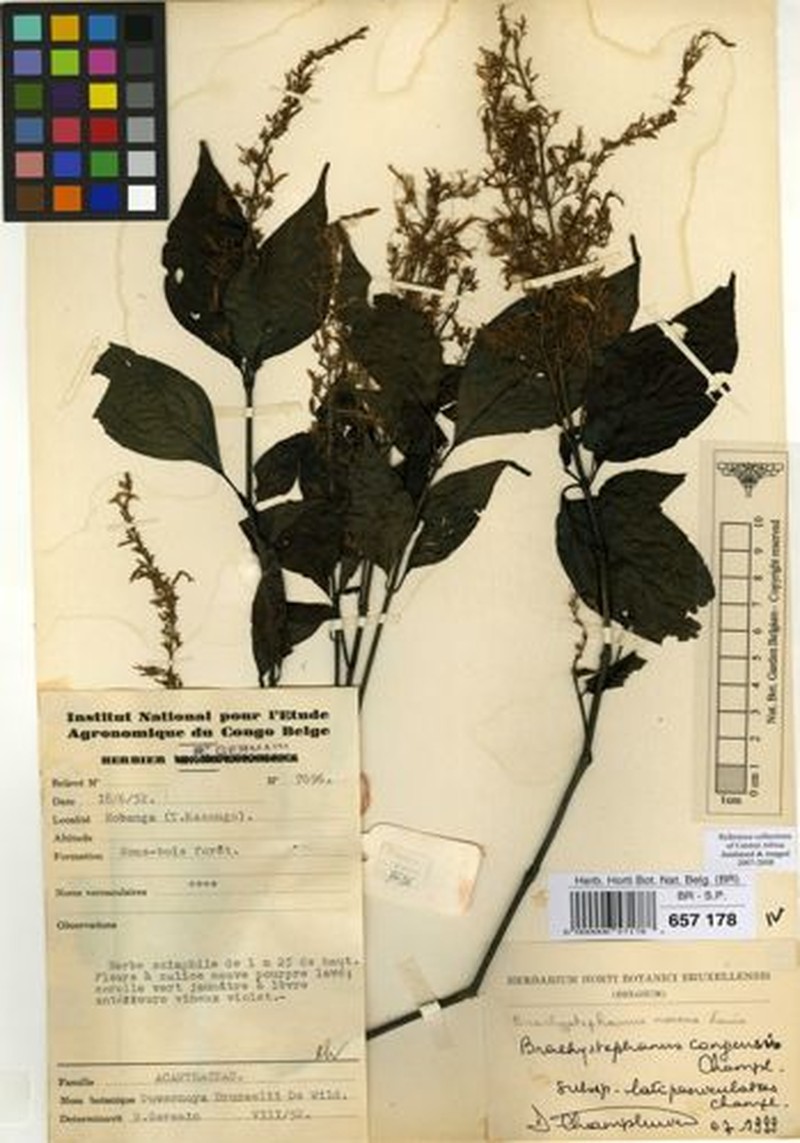 Brachystephanus congensis subsp. congensis photo 4