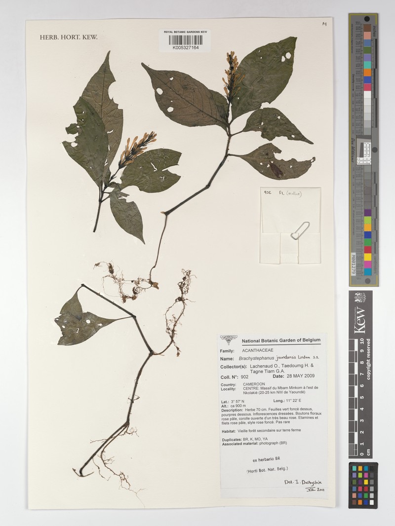 Brachystephanus jaundensis subsp. jaundensis