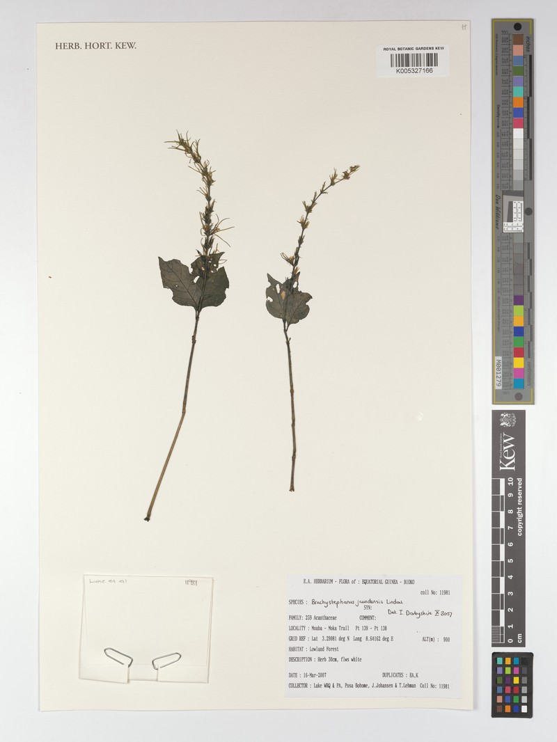 Brachystephanus jaundensis subsp. jaundensis photo 2