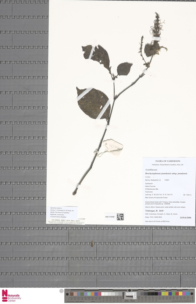 Brachystephanus jaundensis subsp. jaundensis photo 3