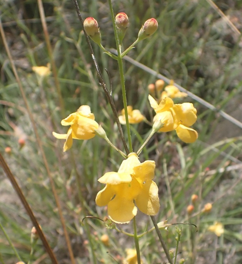 Arizona Desert Foxglove