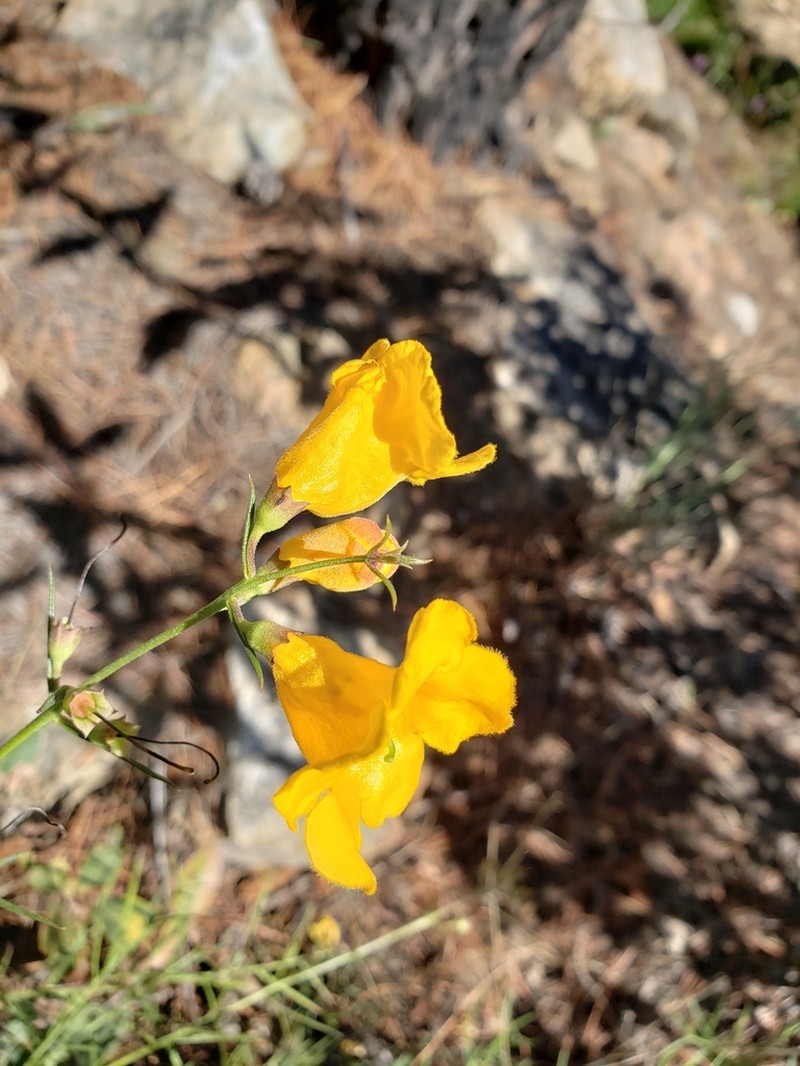 Arizona Desert Foxglove photo 2
