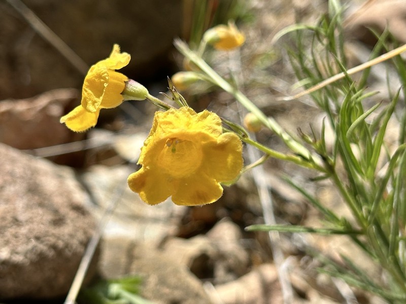 Arizona Desert Foxglove photo 3