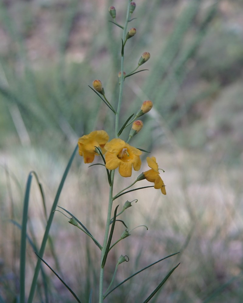 Arizona Desert Foxglove photo 4