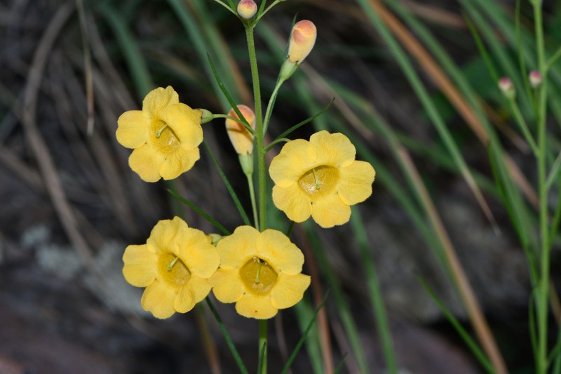 Arizona Desert Foxglove photo 5