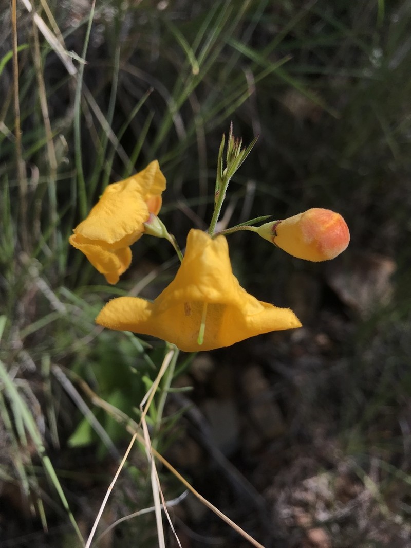 Arizona Desert Foxglove photo 6