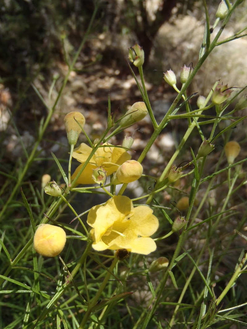 Arizona Desert Foxglove photo 7