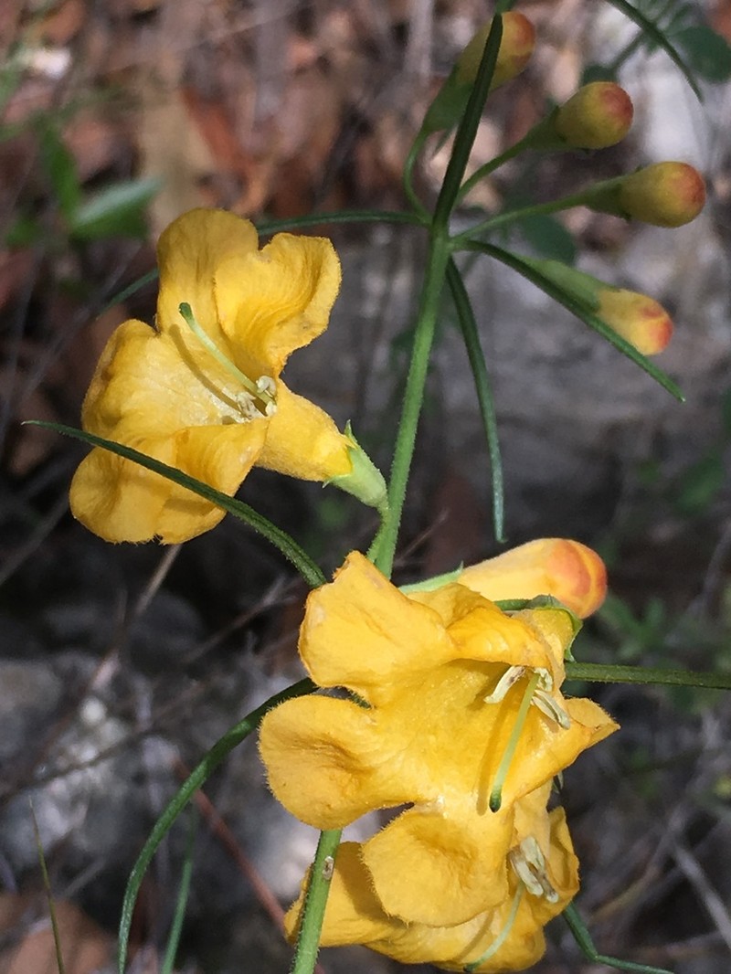 Arizona Desert Foxglove photo 8
