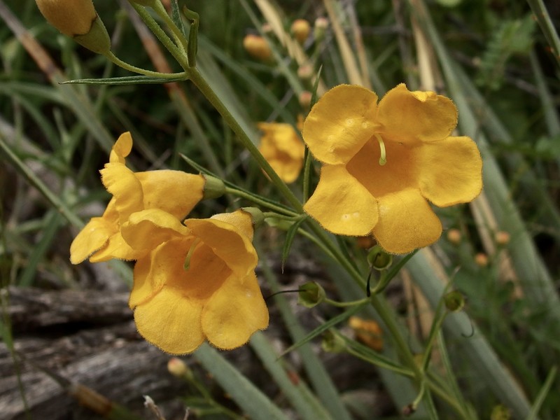 Arizona Desert Foxglove