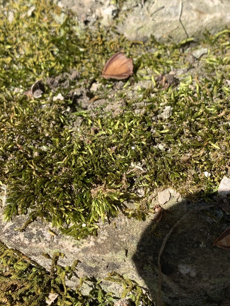 Acuminate Brachythecium Moss