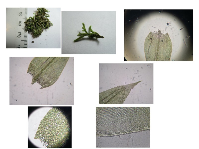 Acuminate Brachythecium Moss photo 3