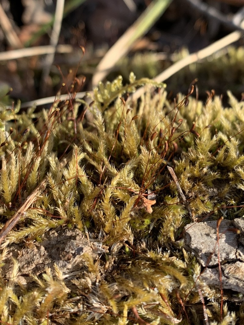 Acute Brachythecium Moss