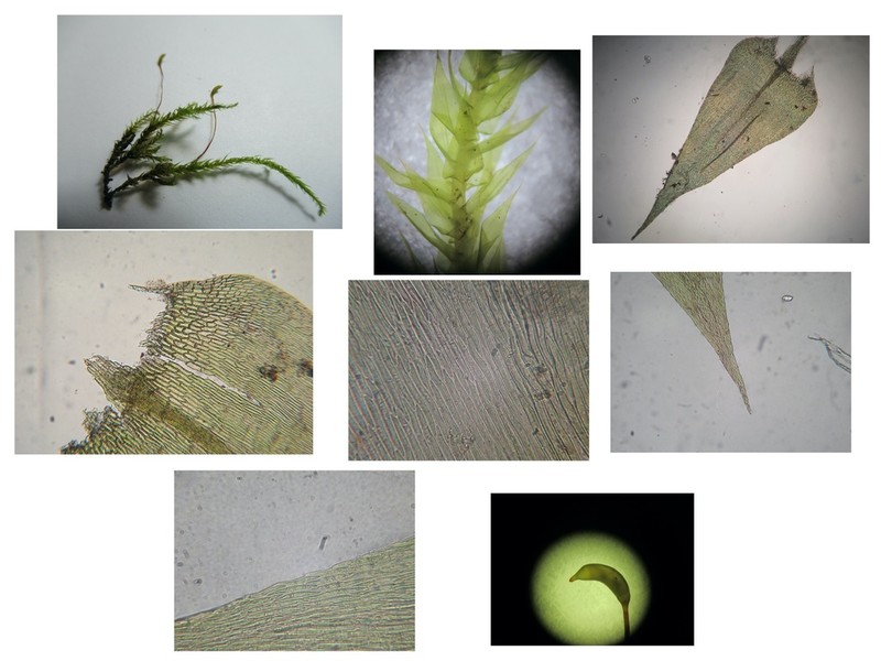Acute Brachythecium Moss photo 2