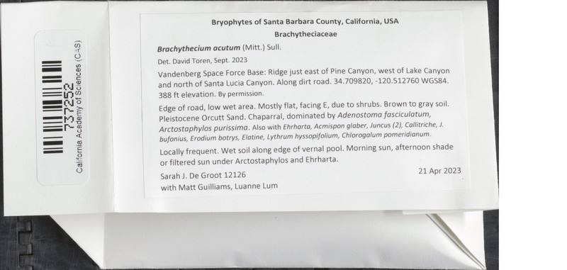 Acute Brachythecium Moss photo 3
