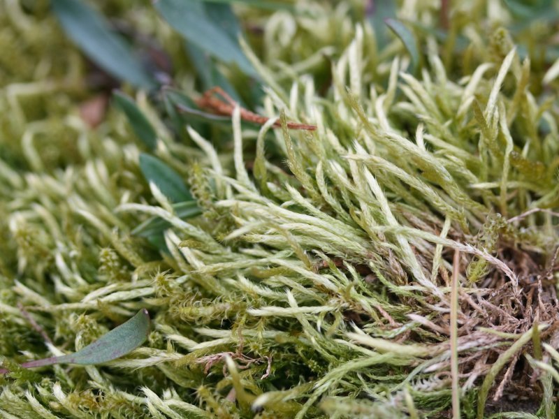 Brachythecium Moss
