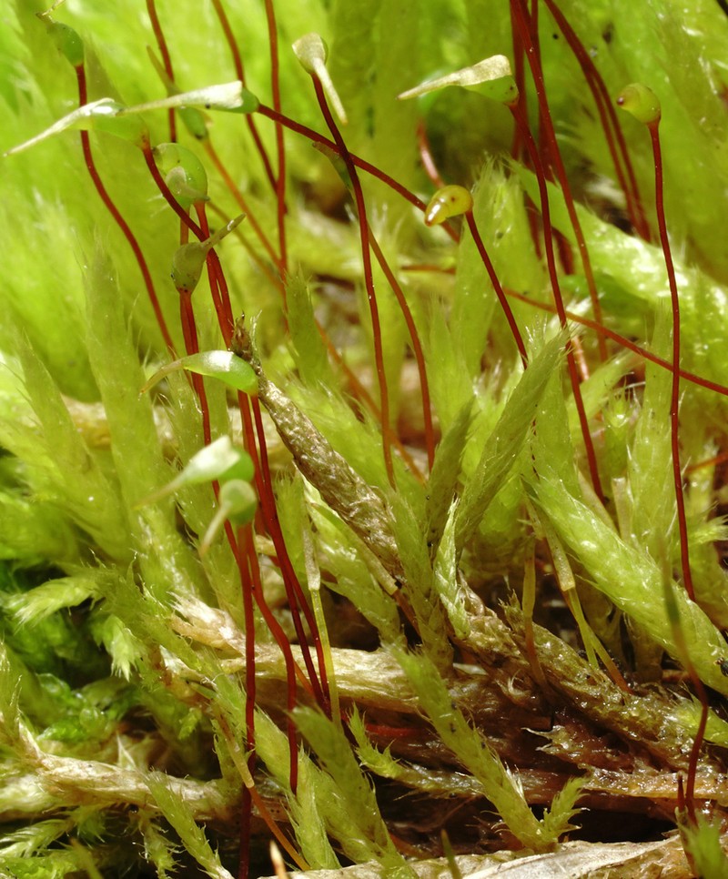 Brachythecium Moss